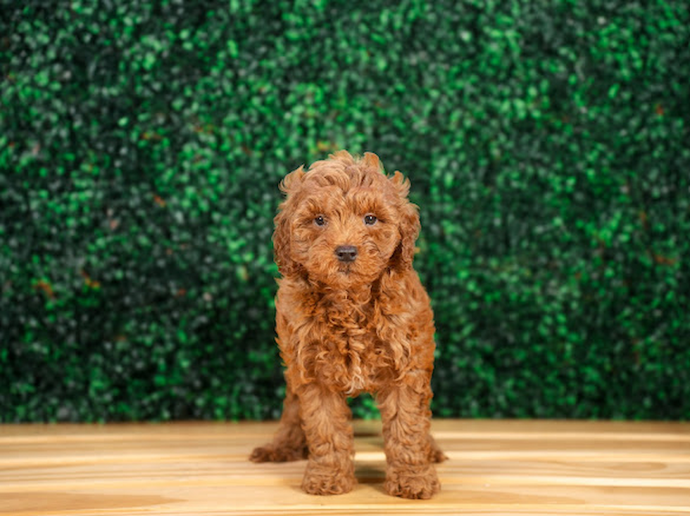 Mini Goldendoodle Pup Being Cute