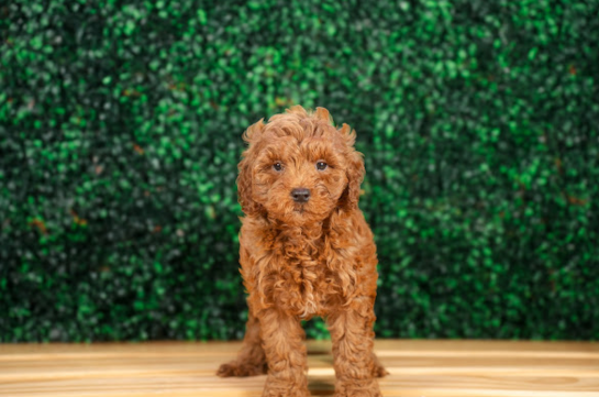Mini Goldendoodle Pup Being Cute