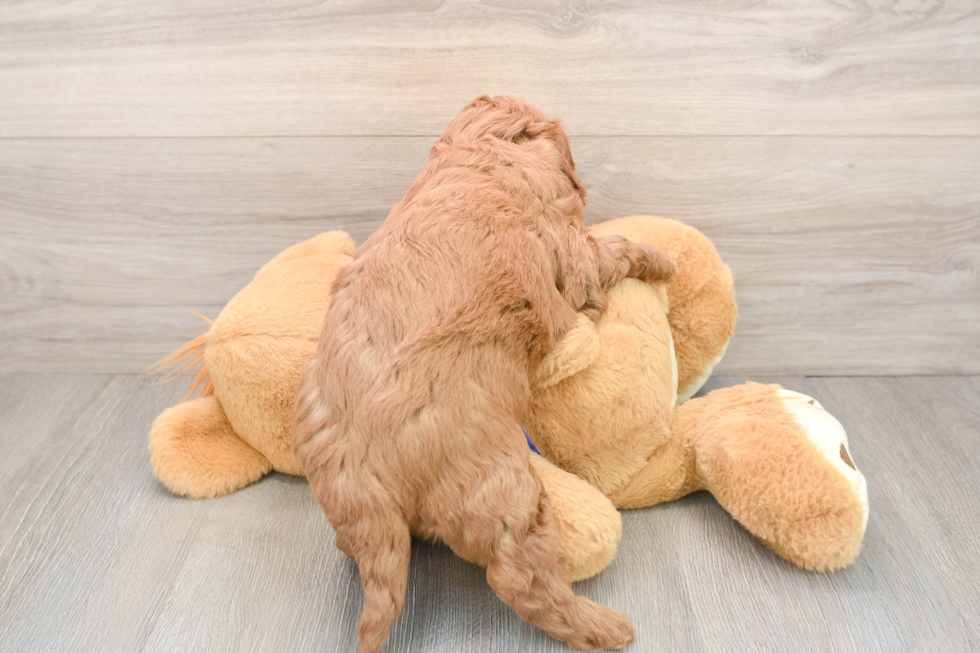 Friendly Mini Goldendoodle Baby
