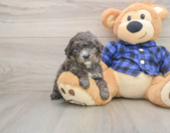 7 week old Mini Goldendoodle Puppy For Sale - Puppy Love PR