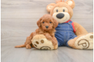 Adorable Golden Retriever Poodle Mix Poodle Mix Puppy