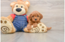 Energetic Golden Doodle Poodle Mix Puppy