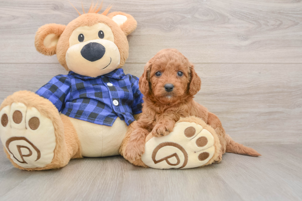 Happy Mini Goldendoodle Baby