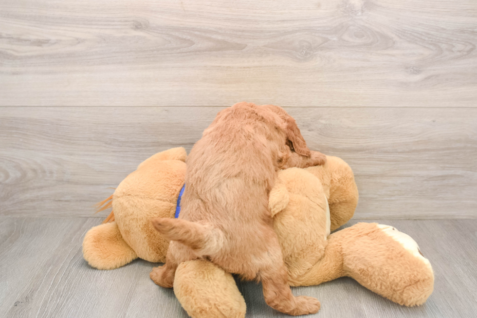 Smart Mini Goldendoodle Poodle Mix Pup