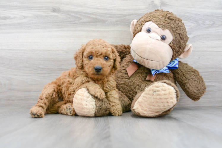 Meet Jessa - our Mini Goldendoodle Puppy Photo 1/3 - Puppy Love PR Best Mini Goldendoodle Baby
