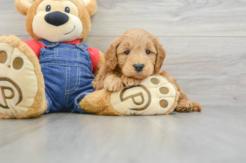 6 week old Mini Goldendoodle Puppy For Sale - Puppy Love PR