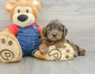 7 week old Mini Goldendoodle Puppy For Sale - Puppy Love PR