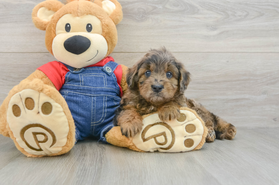 7 week old Mini Goldendoodle Puppy For Sale - Puppy Love PR