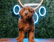 10 week old Mini Goldendoodle Puppy For Sale - Puppy Love PR