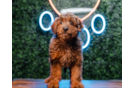 Mini Goldendoodle Puppy for Adoption