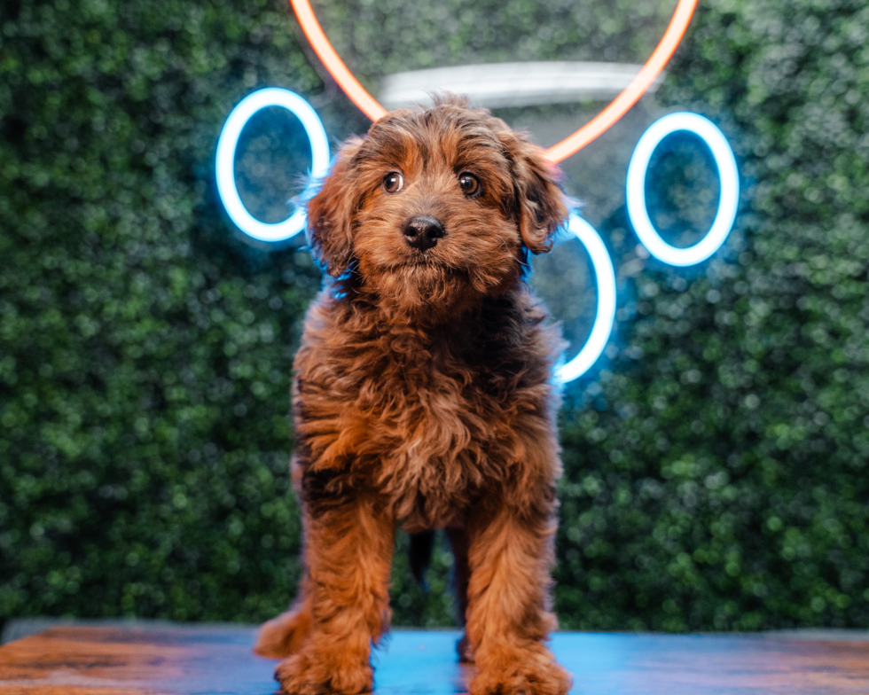 Mini Goldendoodle Puppy for Adoption