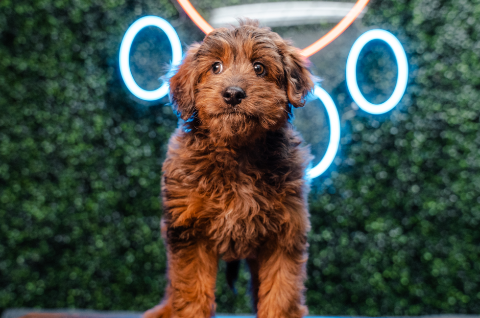 10 week old Mini Goldendoodle Puppy For Sale - Puppy Love PR