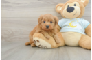 Smart Mini Goldendoodle Poodle Mix Pup