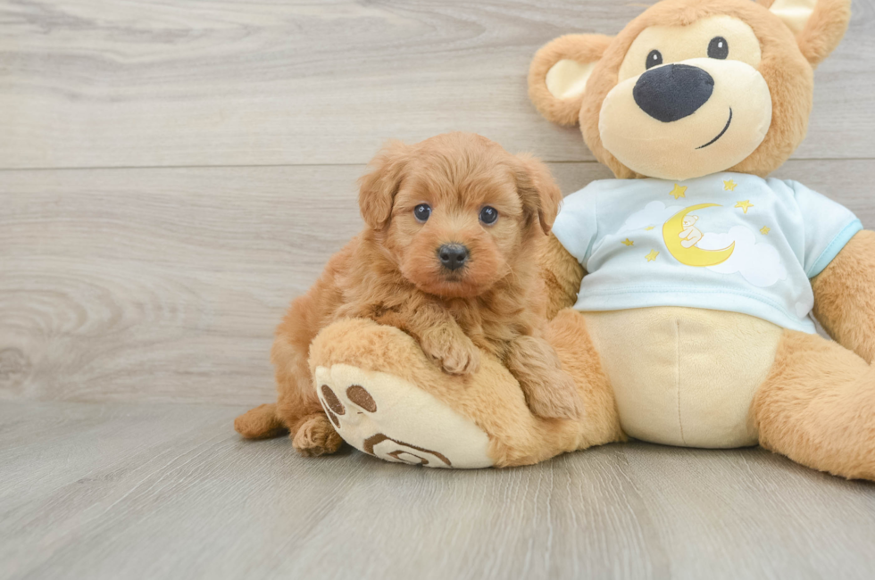 5 week old Mini Goldendoodle Puppy For Sale - Puppy Love PR