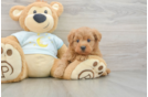 Mini Goldendoodle Puppy for Adoption