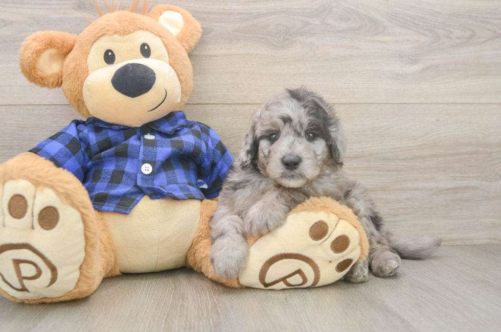 6 week old Mini Goldendoodle Puppy For Sale - Puppy Love PR