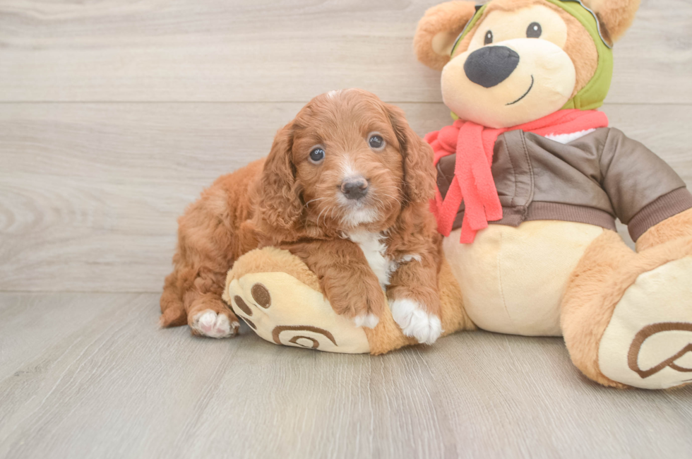 5 week old Mini Goldendoodle Puppy For Sale - Puppy Love PR
