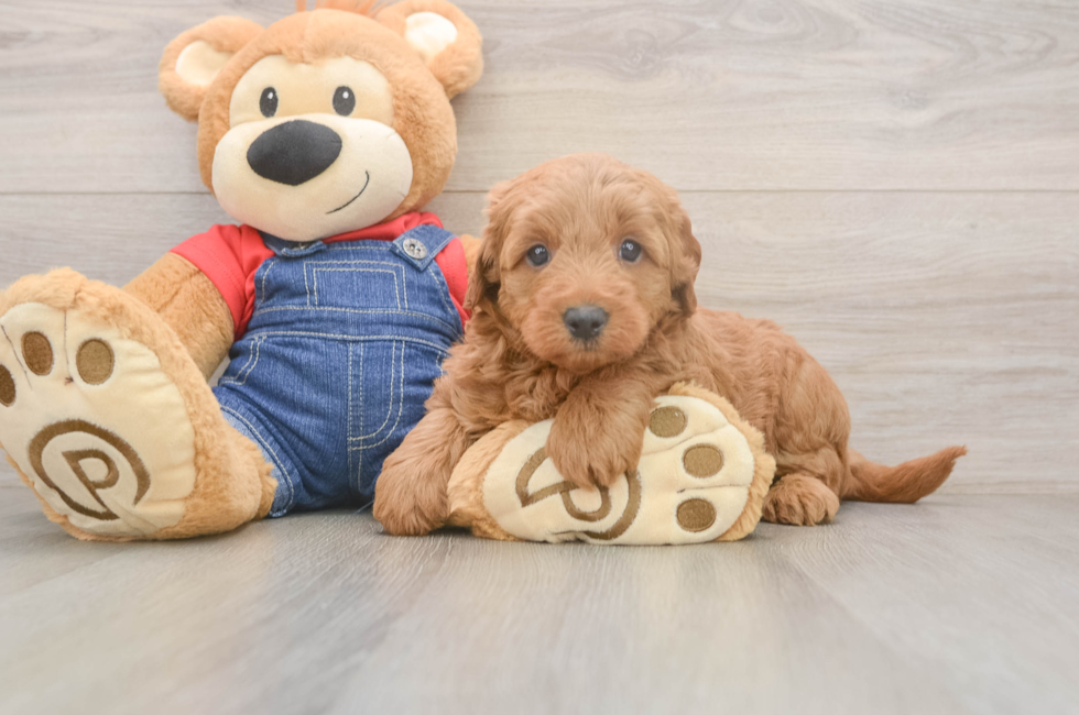 5 week old Mini Goldendoodle Puppy For Sale - Puppy Love PR