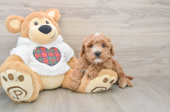 Funny Mini Goldendoodle Poodle Mix Pup