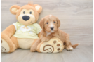 Sweet Mini Goldendoodle Baby