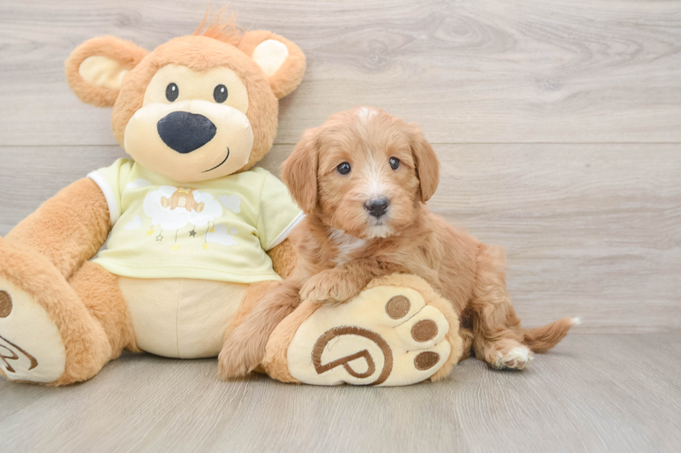 Sweet Mini Goldendoodle Baby