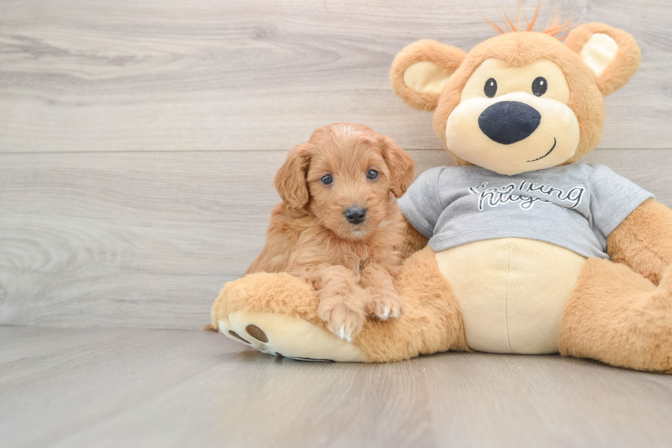 Mini Goldendoodle Puppy for Adoption