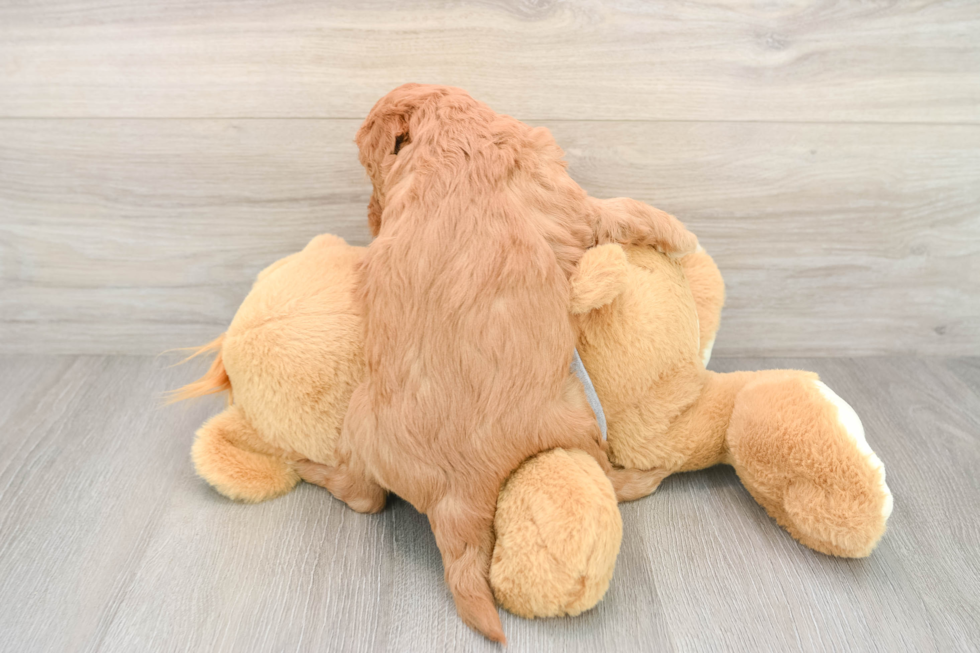 Best Mini Goldendoodle Baby