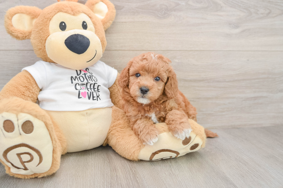 Best Mini Goldendoodle Baby