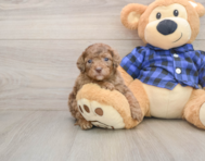 7 week old Mini Goldendoodle Puppy For Sale - Puppy Love PR