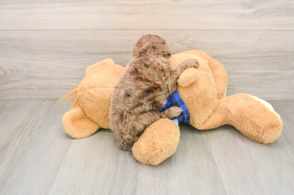 Best Mini Goldendoodle Baby