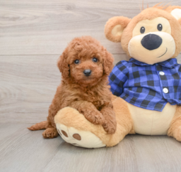 7 week old Mini Goldendoodle Puppy For Sale - Puppy Love PR
