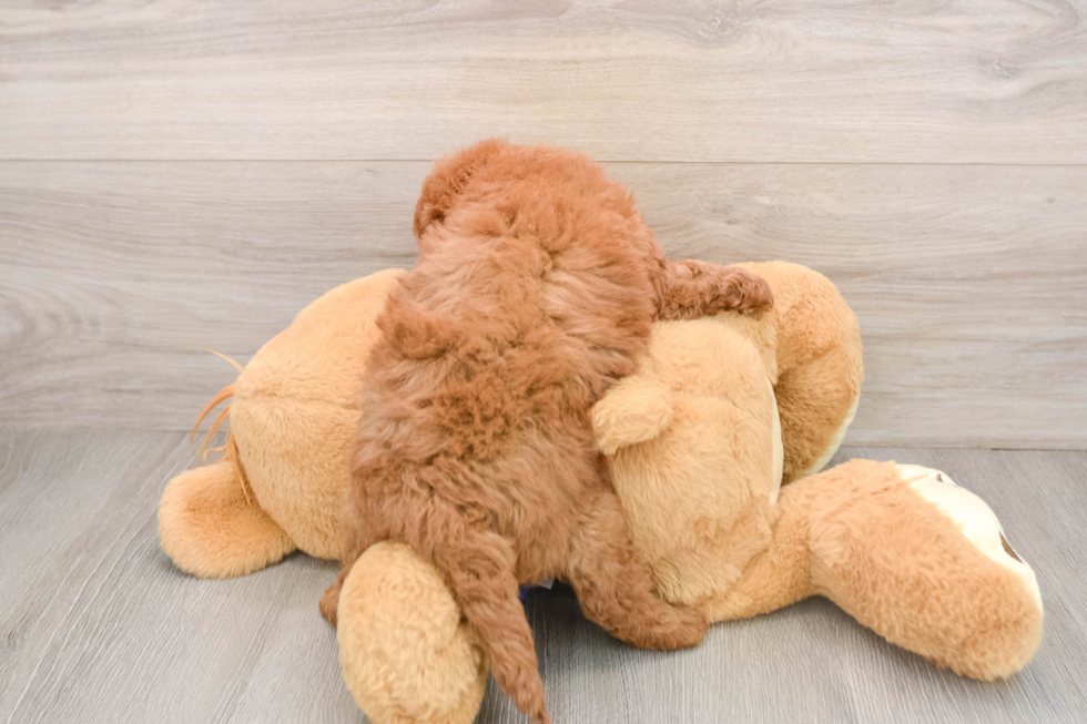 Small Mini Goldendoodle Baby