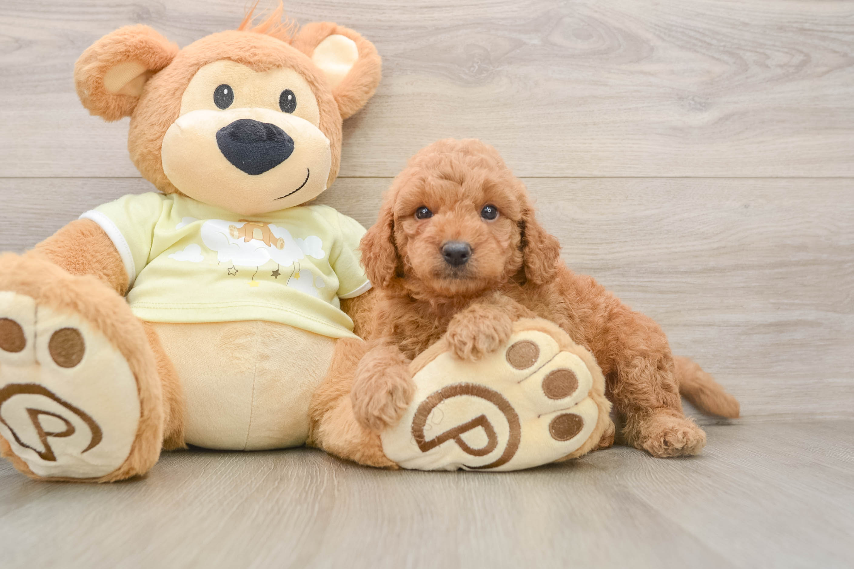Playful Mini Groodle Poodle Mix Puppy