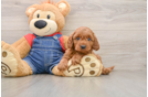 Hypoallergenic Mini Goldiepoo Poodle Mix Puppy