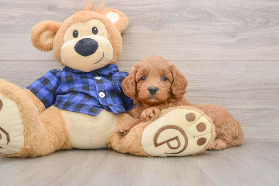 Best Mini Goldendoodle Baby