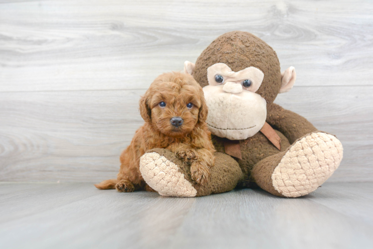 Meet Jimmy - our Mini Goldendoodle Puppy Photo 1/3 - Puppy Love PR Mini Goldendoodle Puppy for Adoption