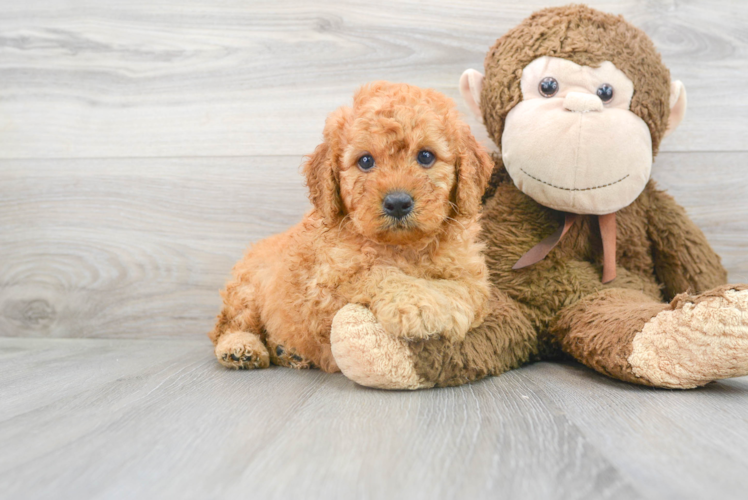 Cute Mini Goldendoodle Poodle Mix Pup