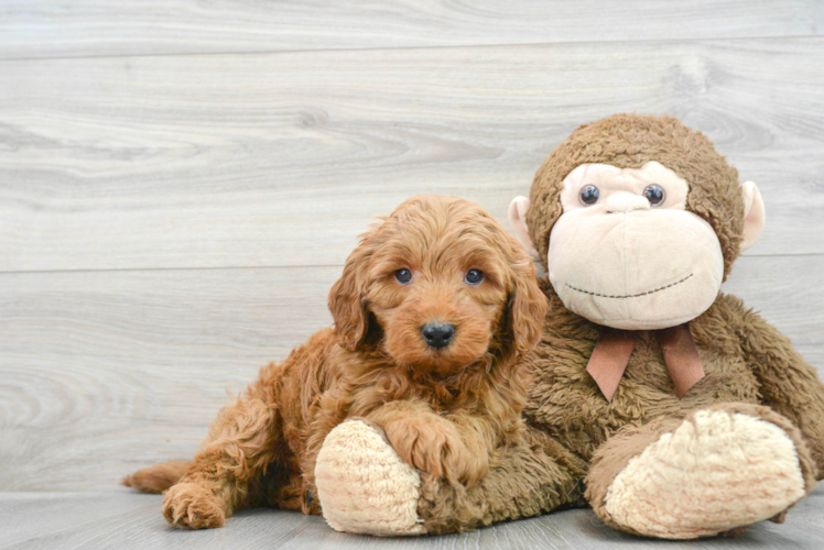 Funny Mini Goldendoodle Poodle Mix Pup