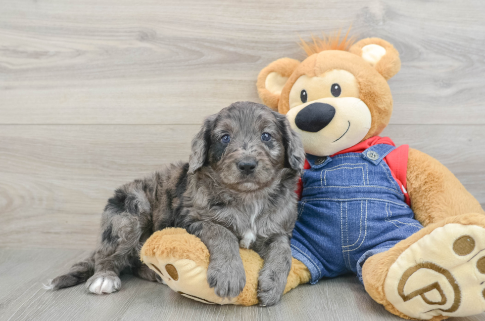 6 week old Mini Goldendoodle Puppy For Sale - Puppy Love PR