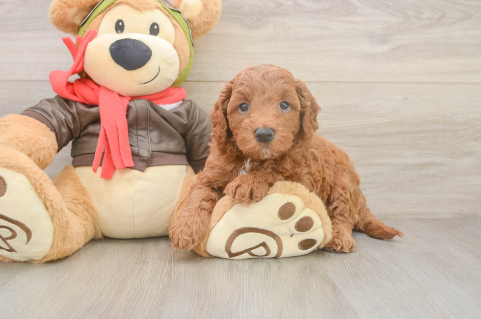 5 week old Mini Goldendoodle Puppy For Sale - Puppy Love PR