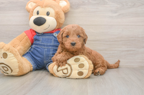 Petite Mini Goldendoodle Poodle Mix Pup