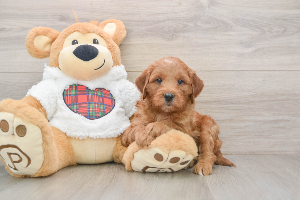 Hypoallergenic Mini Goldiepoo Poodle Mix Puppy