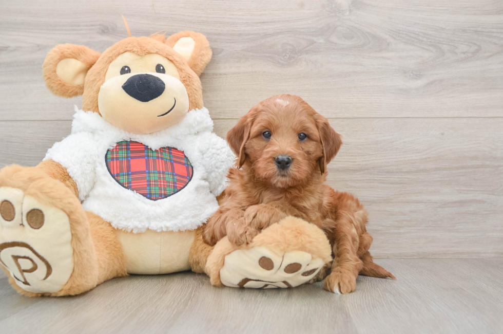 5 week old Mini Goldendoodle Puppy For Sale - Puppy Love PR