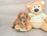 8 week old Mini Goldendoodle Puppy For Sale - Puppy Love PR