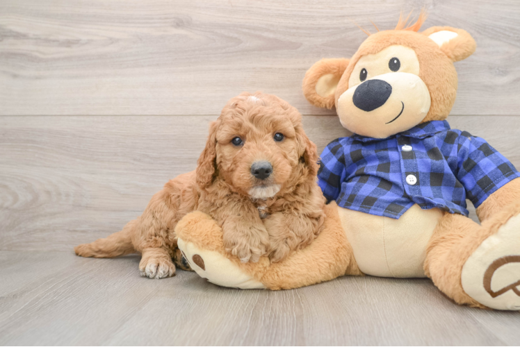 Small Mini Goldendoodle Baby