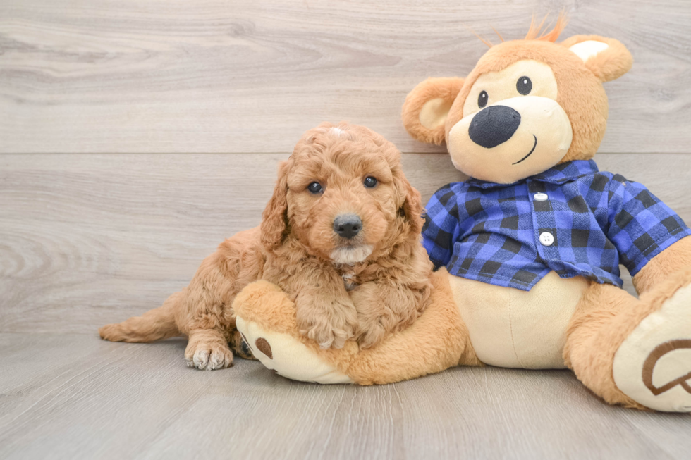 Small Mini Goldendoodle Baby