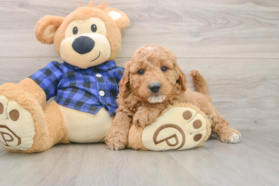 Mini Goldendoodle Pup Being Cute