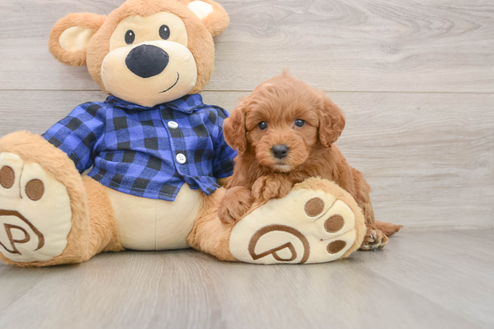 Friendly Mini Goldendoodle Baby