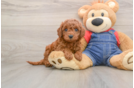 Happy Mini Goldendoodle Baby