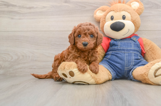 Happy Mini Goldendoodle Baby